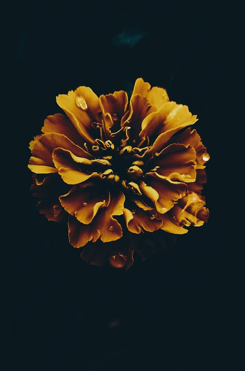 Dark Floral Yellow Bloom Wallpaper