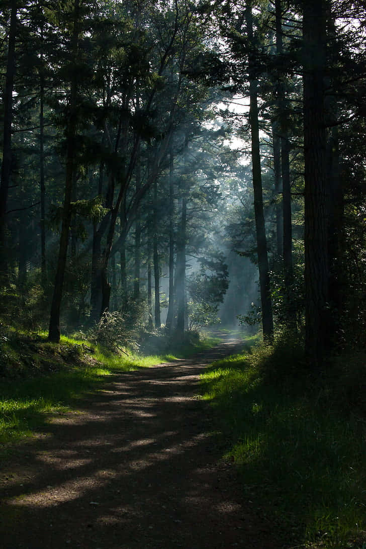 Dark Forest Path Wallpaper