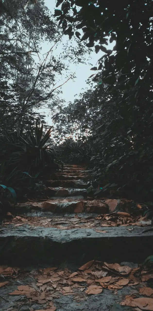 Dark Forest Stairway.jpg Wallpaper