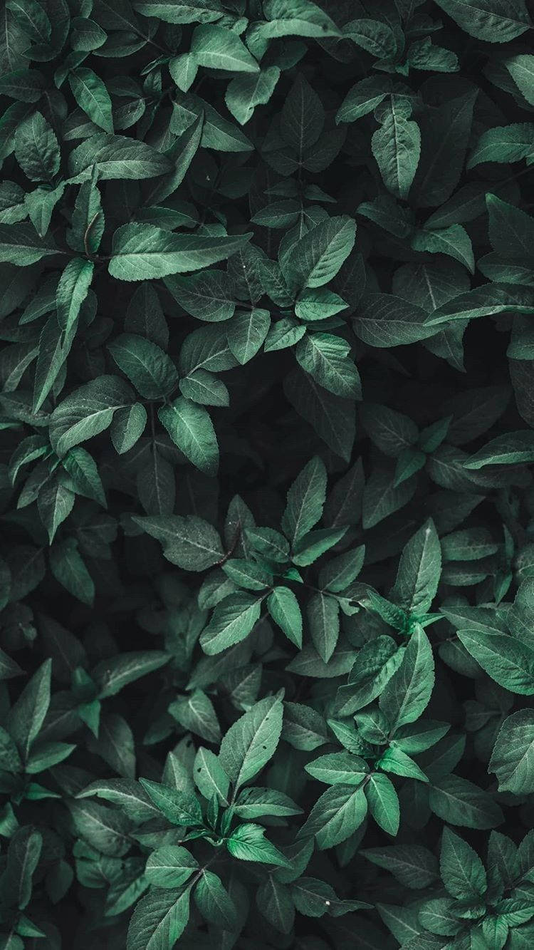 Dark Green Bushes Aesthetic Wallpaper