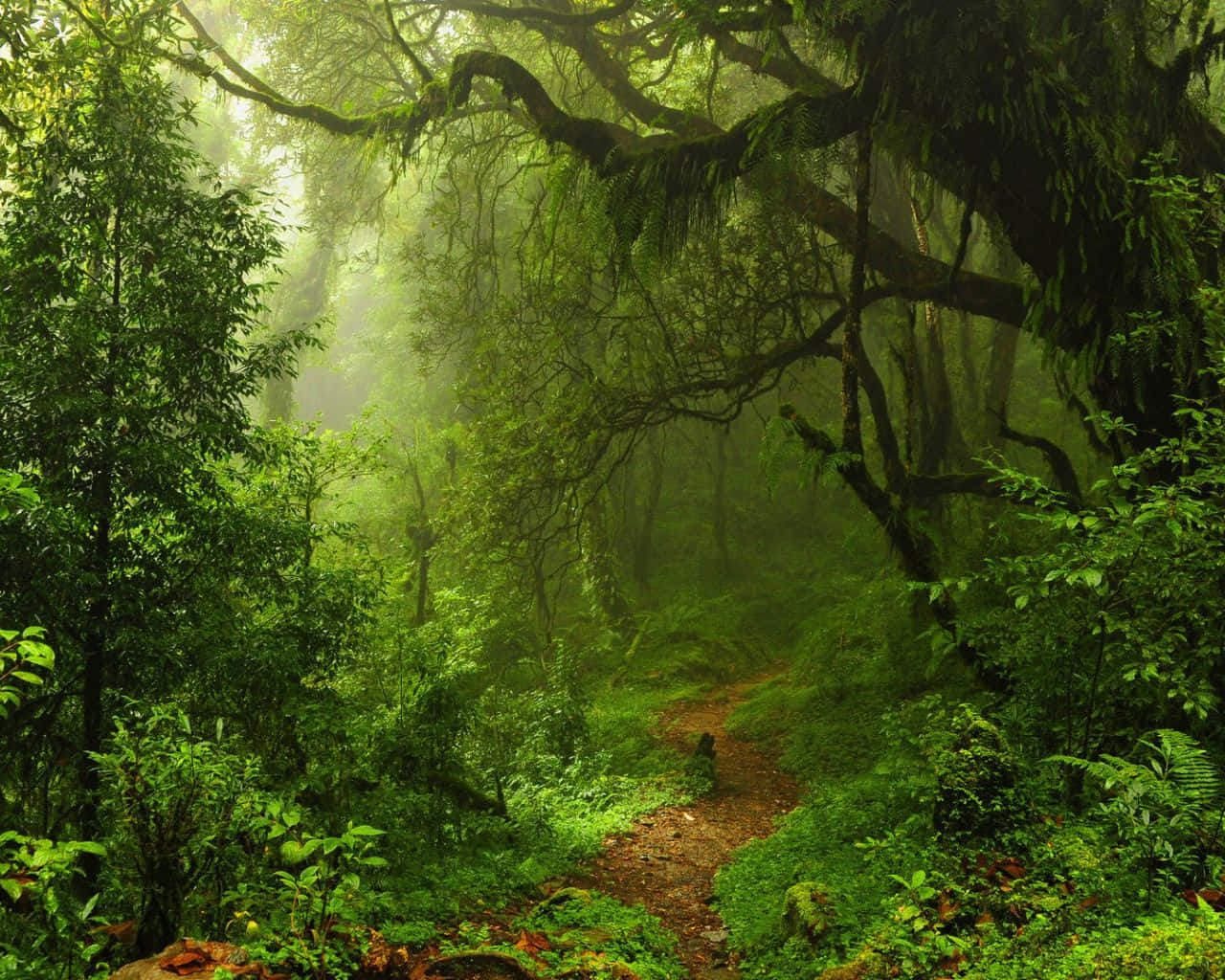 Dark Green Forest 1280 X 1024 Wallpaper