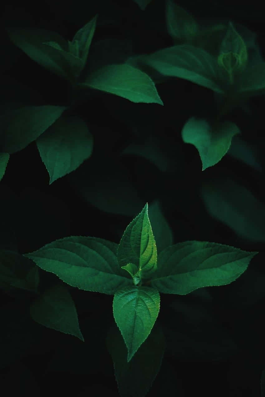 Dark Green Leaves Preppy Style Wallpaper