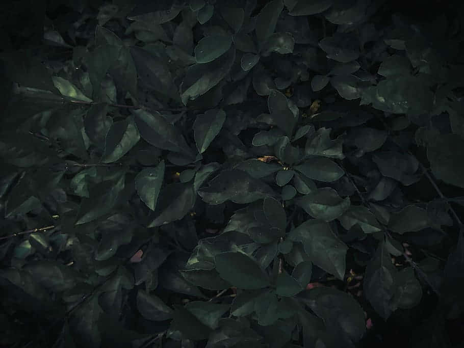 Dark Leafy Texture_ Moody Nature Background Wallpaper