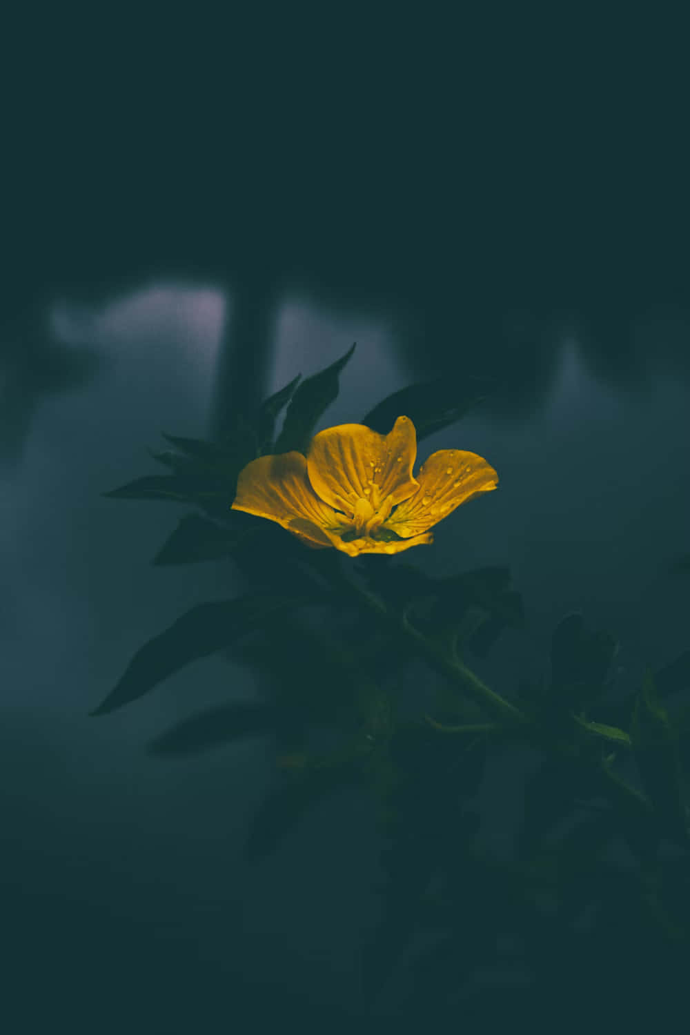 Dark Moody Floral Glow.jpg Wallpaper