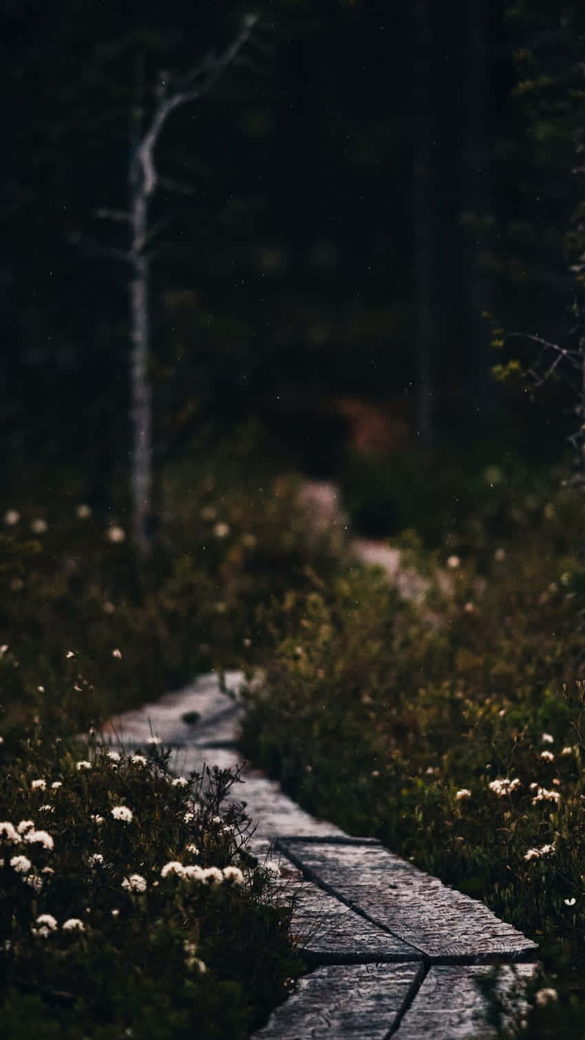 Dark Path Through Moody Forest.jpg Wallpaper