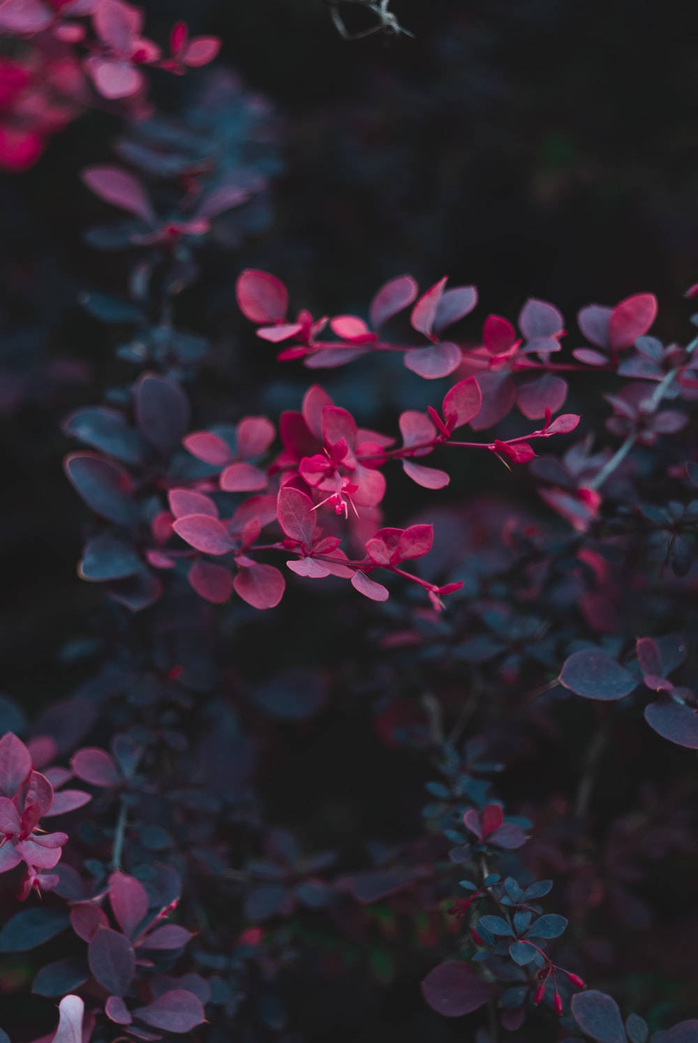 Dark Pink Floral Petals Wallpaper