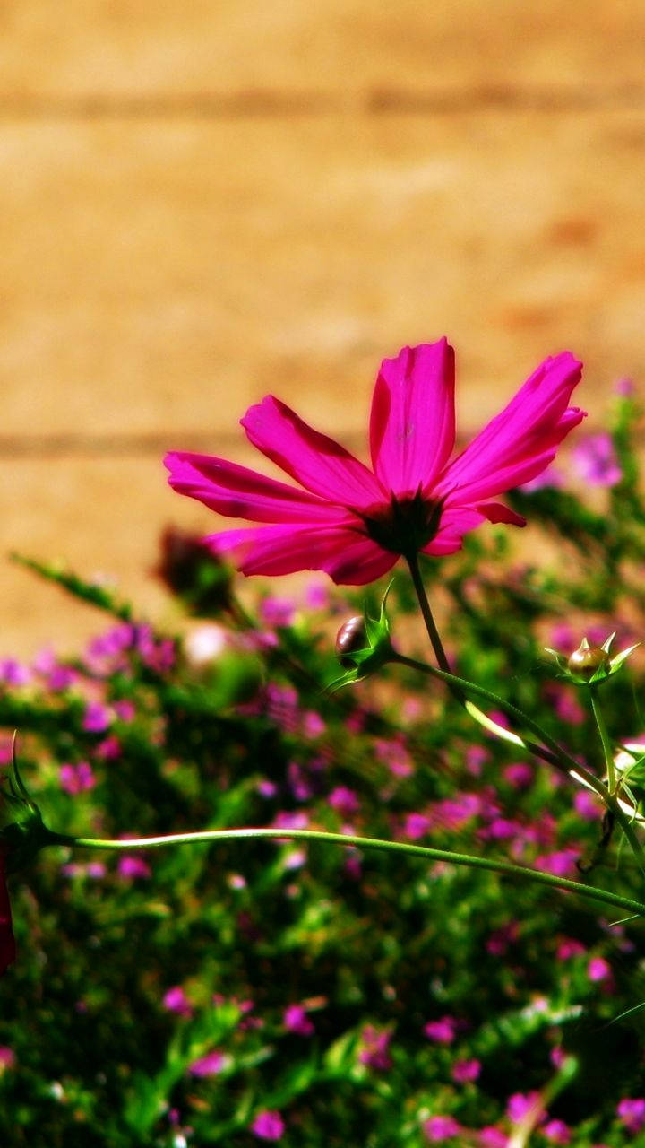 Dark Pink Flower Pretty Phone Wallpaper