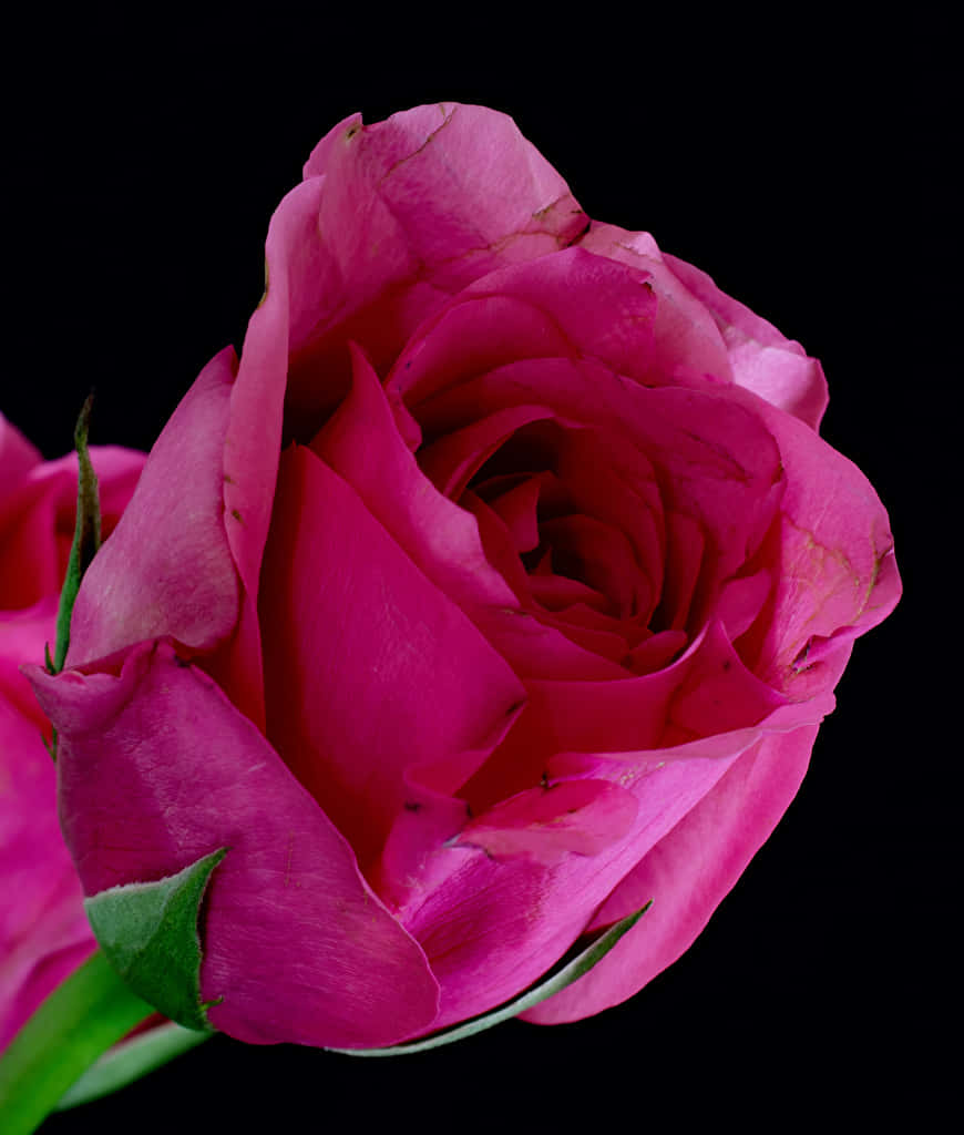 Dark Pink Rose Black Background.jpg Wallpaper