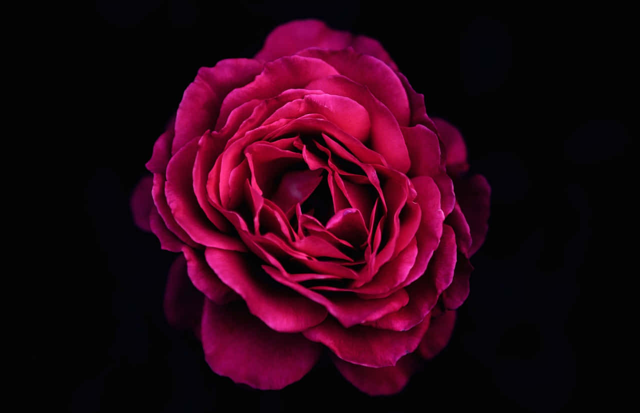 Dark Pink Roseon Black Background Wallpaper