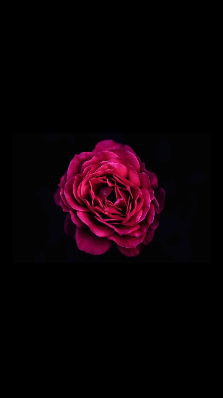 Dark Pink Roseon Black Background Wallpaper