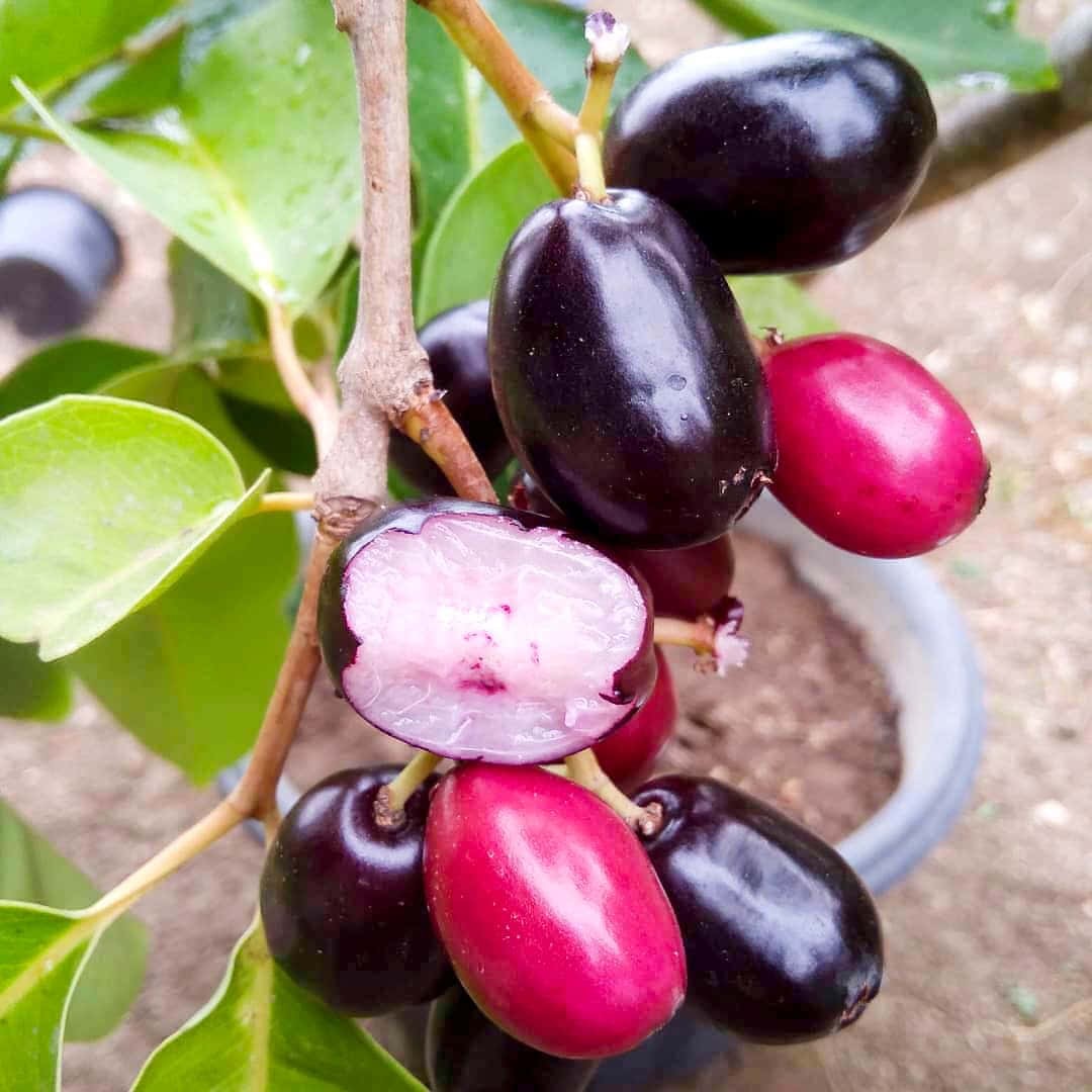 Dark Purple And Wine Red Java Plums Wallpaper