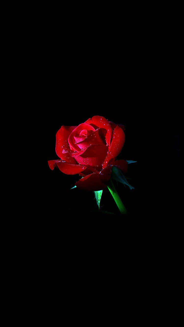 Dark Red Roseon Black Background.jpg Wallpaper