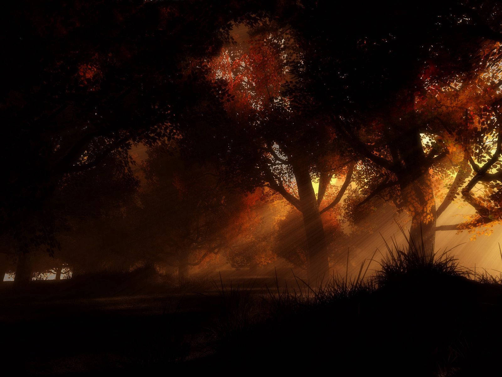 Dark Trees Illuminated By Bright Orange Light Wallpaper