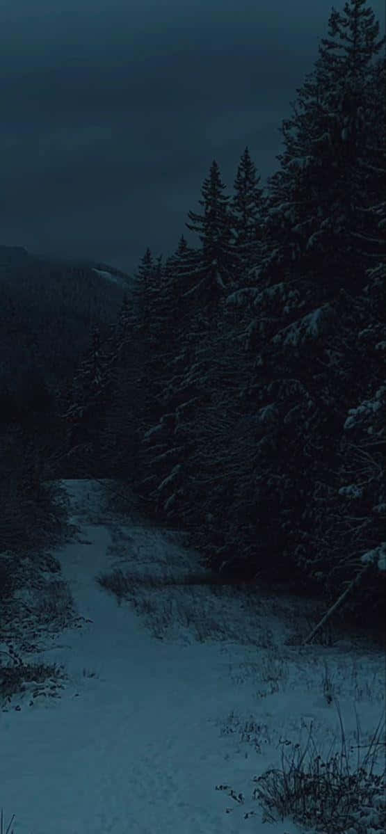 Dark Winter Forest Path Wallpaper