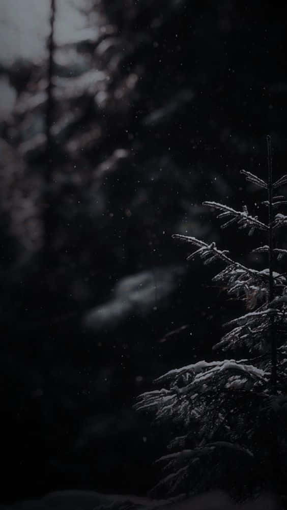 Dark Winter Forest Snowfall.jpg Wallpaper