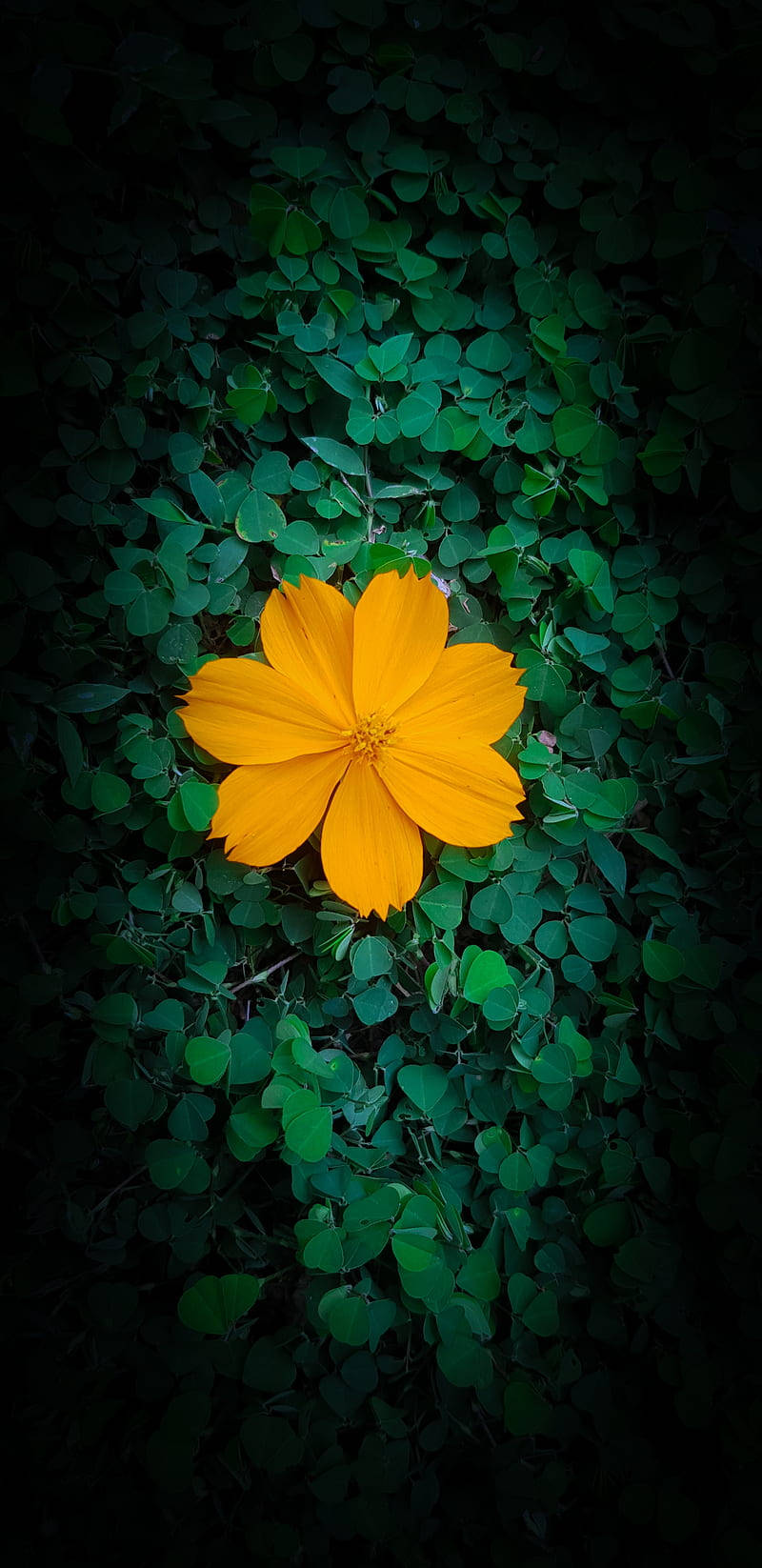 Dark Yellow Floral On Green Wallpaper