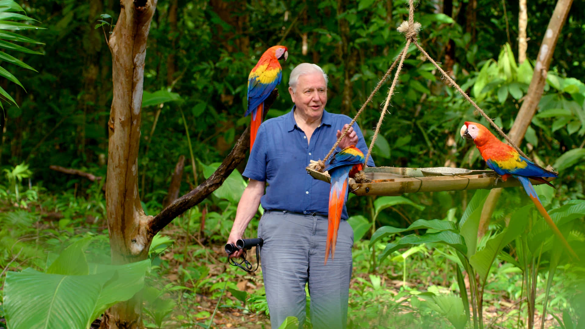 David Attenborough Wallpaper