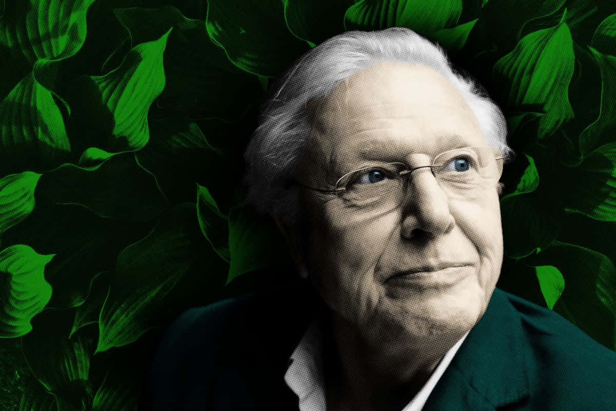 David Attenborough Wallpaper