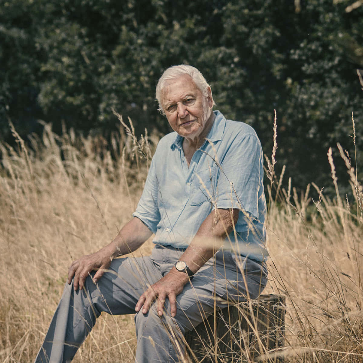 David Attenborough Wallpaper