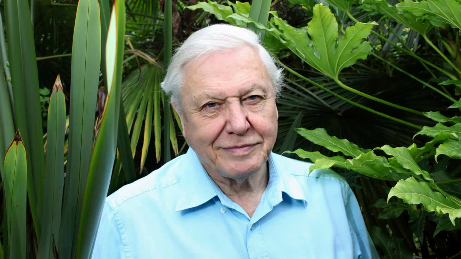 David Attenborough Wallpaper