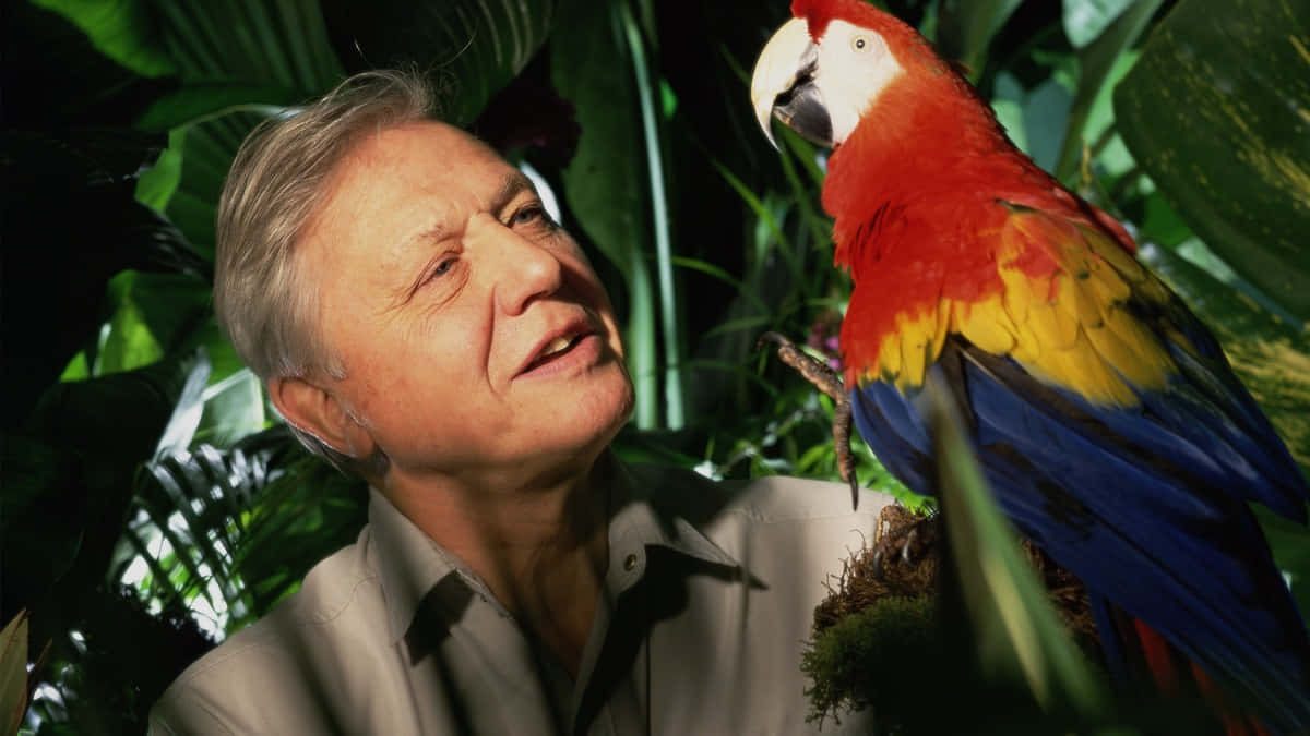 David Attenborough Wallpaper