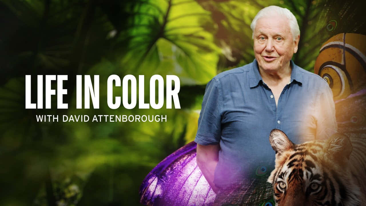 David Attenborough Wallpaper