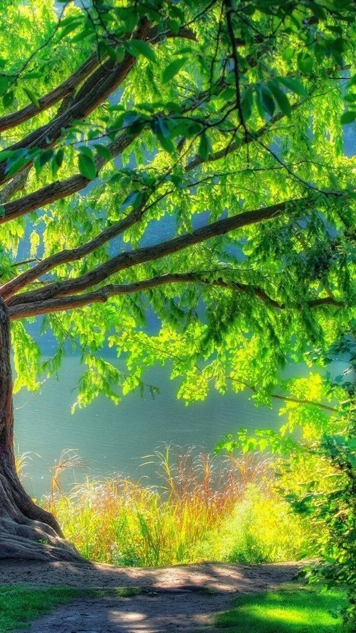 Dazzling Dslr Blur Tree At Sunset Wallpaper