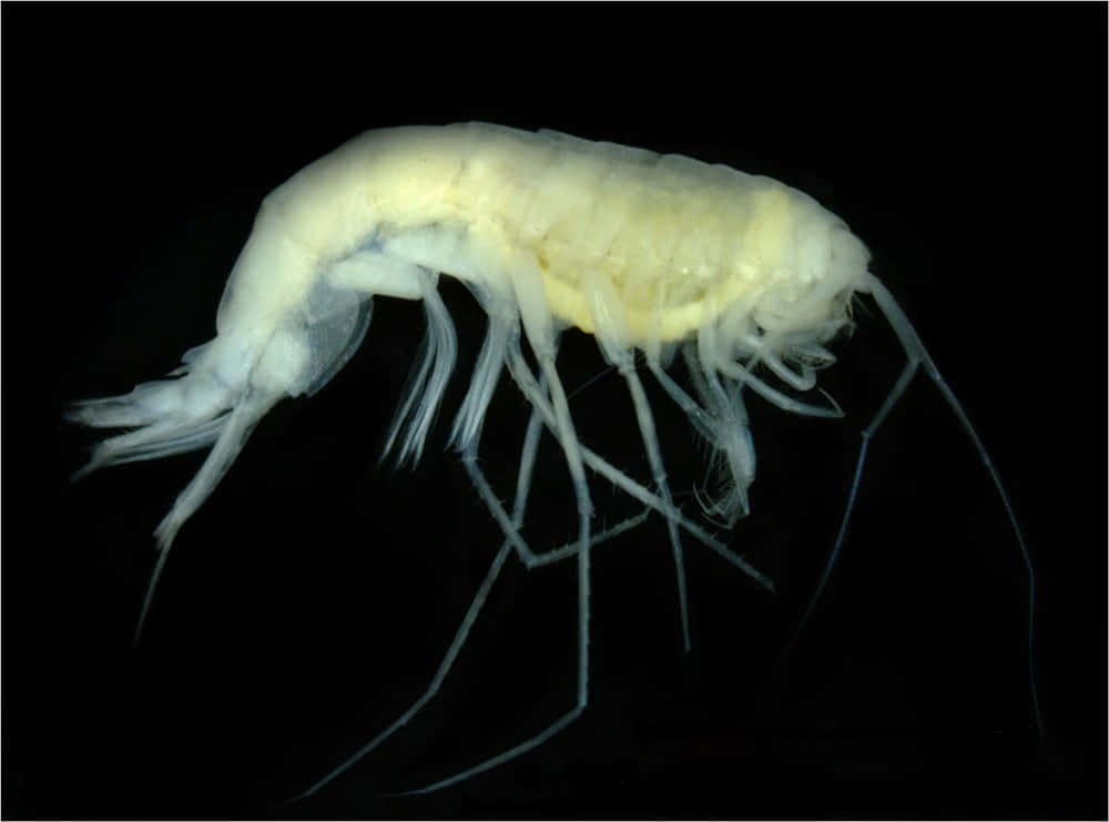 Deep Sea Amphipod Specimen Wallpaper