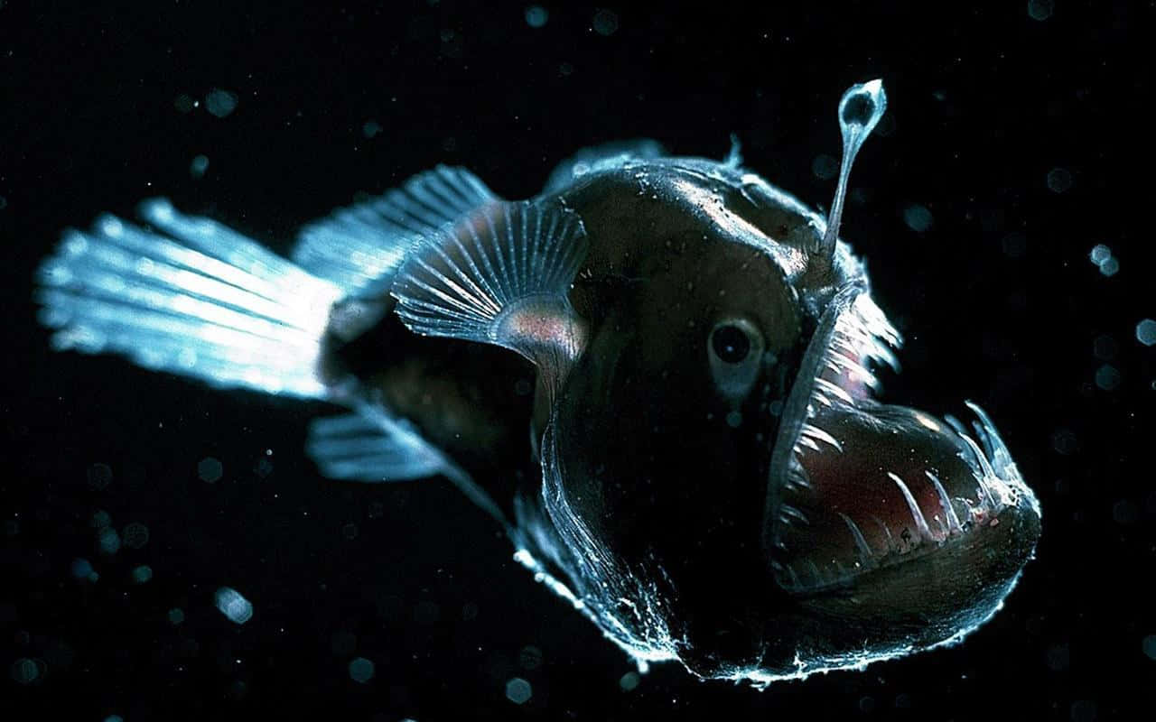 Deep Sea Anglerfishin Dark Waters.jpg Wallpaper