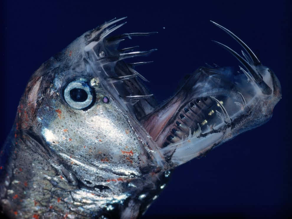 Deep Sea Viperfish Closeup Wallpaper