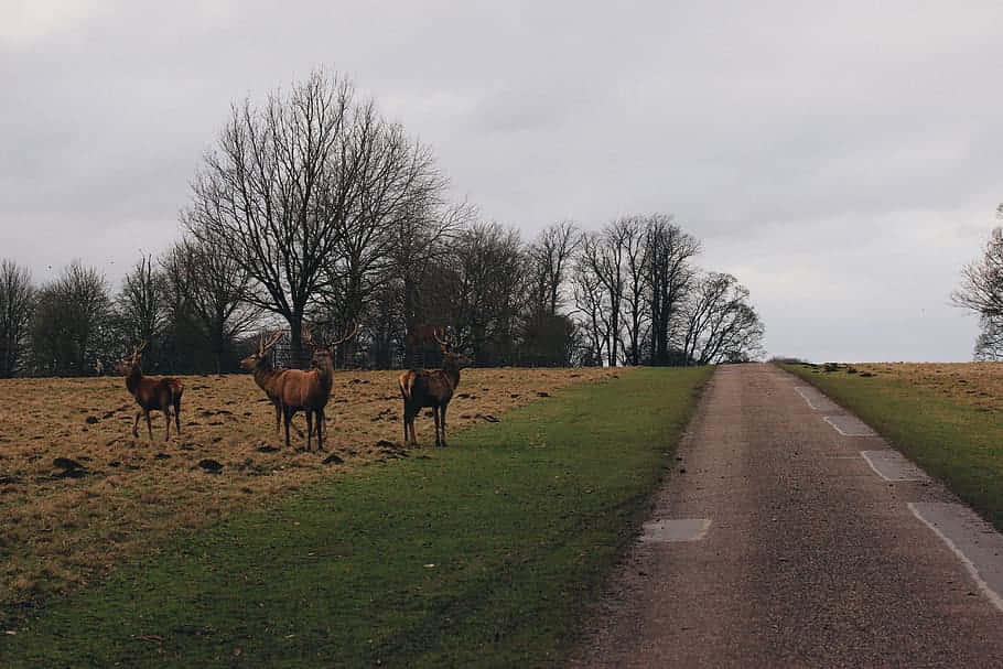 Deer_by_ Country_ Road_ Ripon_ U K Wallpaper