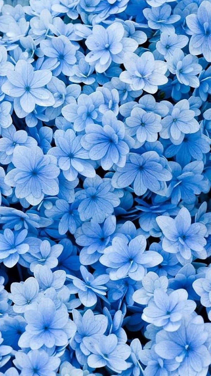 Delicate Blue Flowers Blooming Against An Aesthetic Backdrop Wallpaper