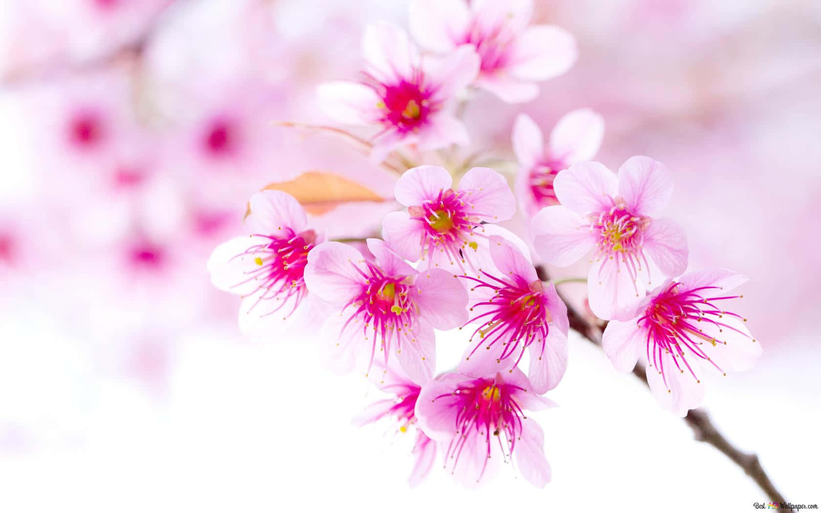 Delicate Pink Cherry Blossom Tree Among Blue Skies Wallpaper