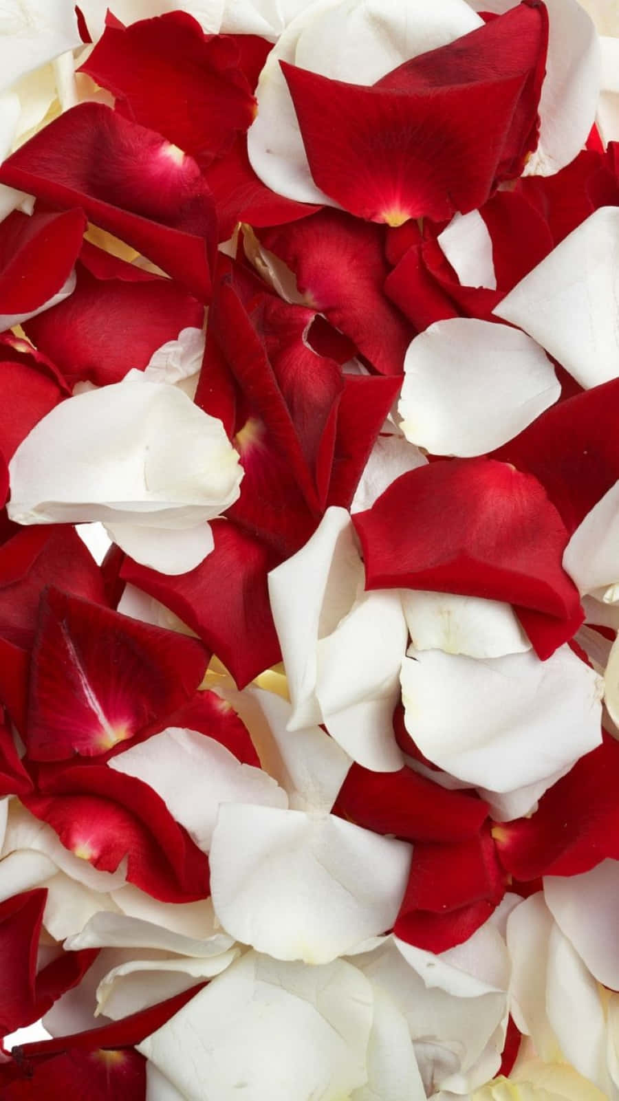 Delicate Red Rose Petal Up Close Wallpaper