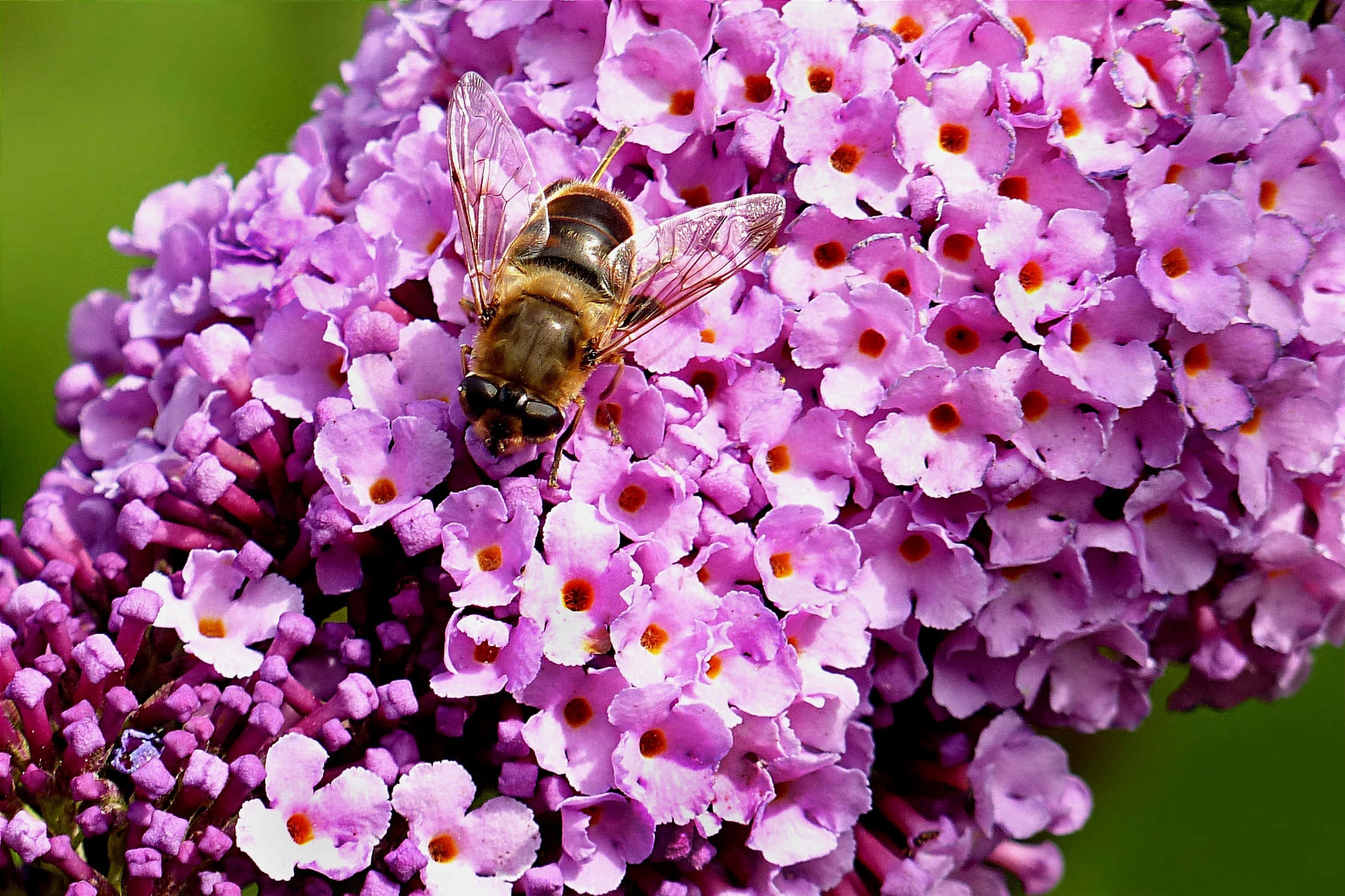 Delicate Yet Showy Butterfly Bushes Wallpaper