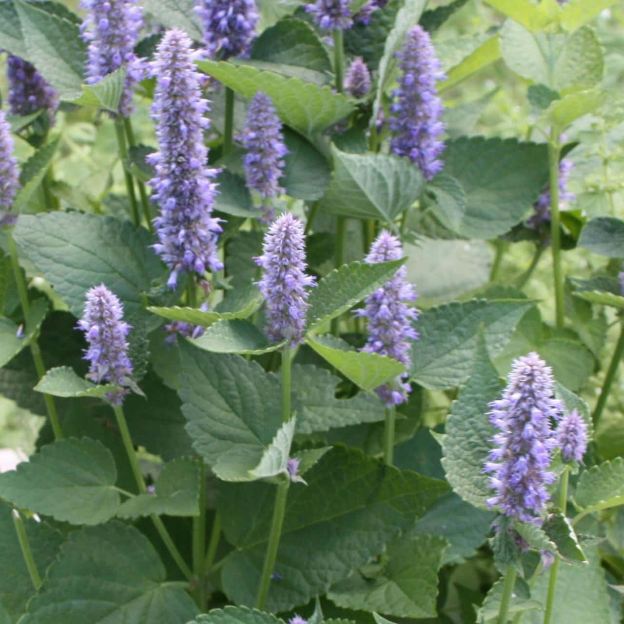 Delicious And Crunchy Purple Licorice For A Sweet Snack Wallpaper