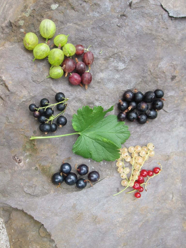 Delicious And Sweet Black Currants Wallpaper