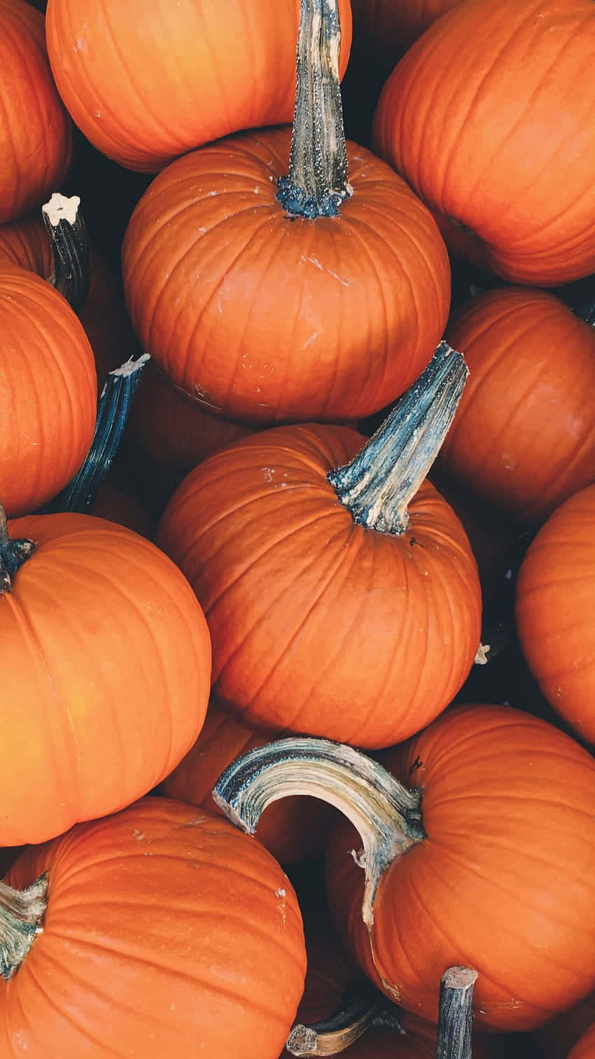 Delicious Autumn Feast On A Rustic Table Wallpaper