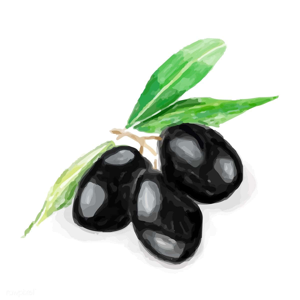 Delicious Black Olives Freshly Picked. Wallpaper