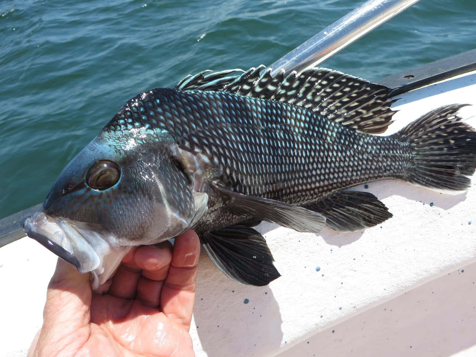 Delicious Black Sea Bass Grilling On An Open Flame Wallpaper