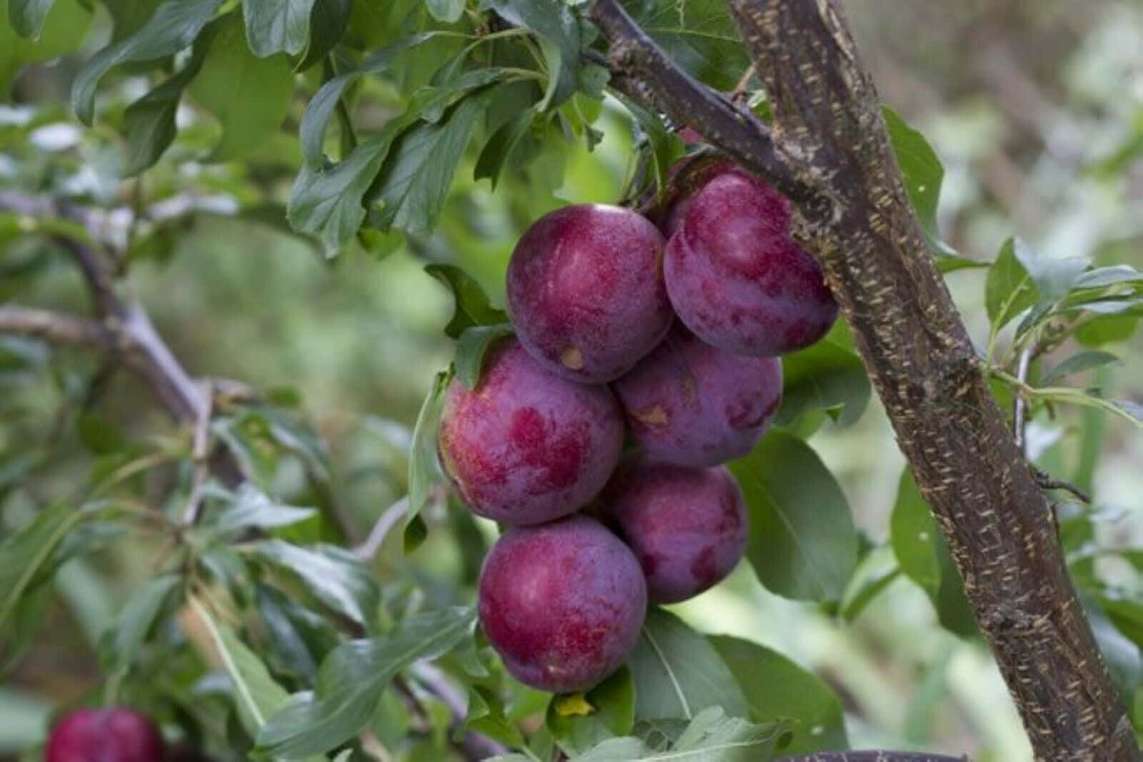 Delicious Bounties Of The Season- Ripe Purple Plums Wallpaper