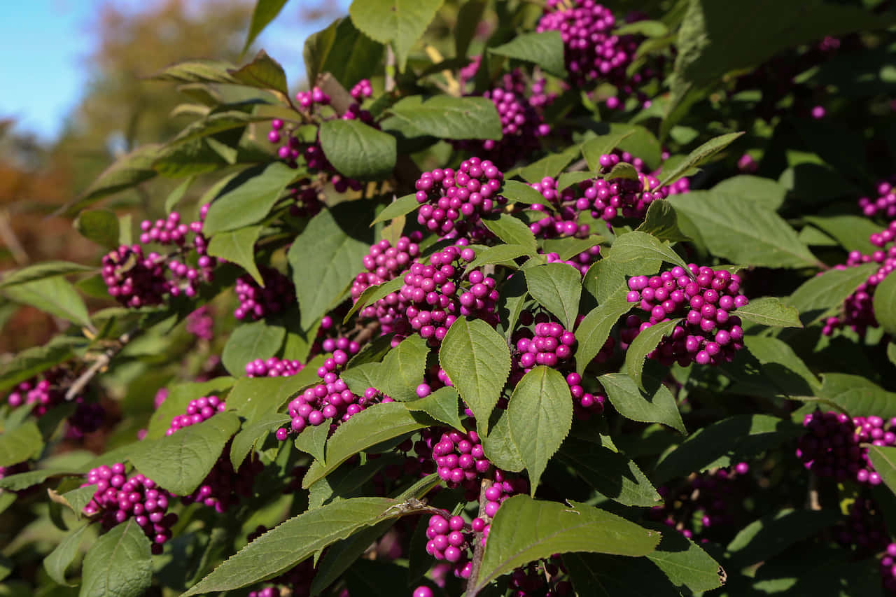 Delicious Colorful Purple Berries Wallpaper