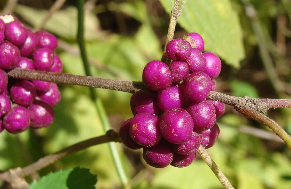 Delicious Purple Berries Make For An Enjoyable And Nutritious Summer Treat Wallpaper