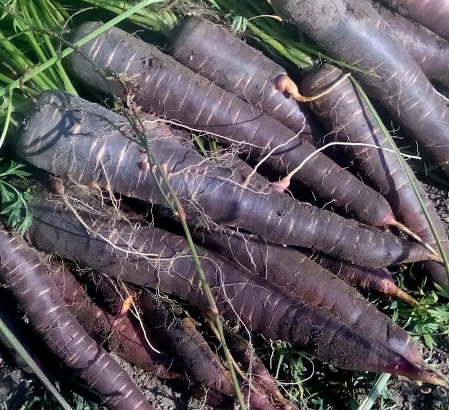 Delicious Purple Carrots Wallpaper