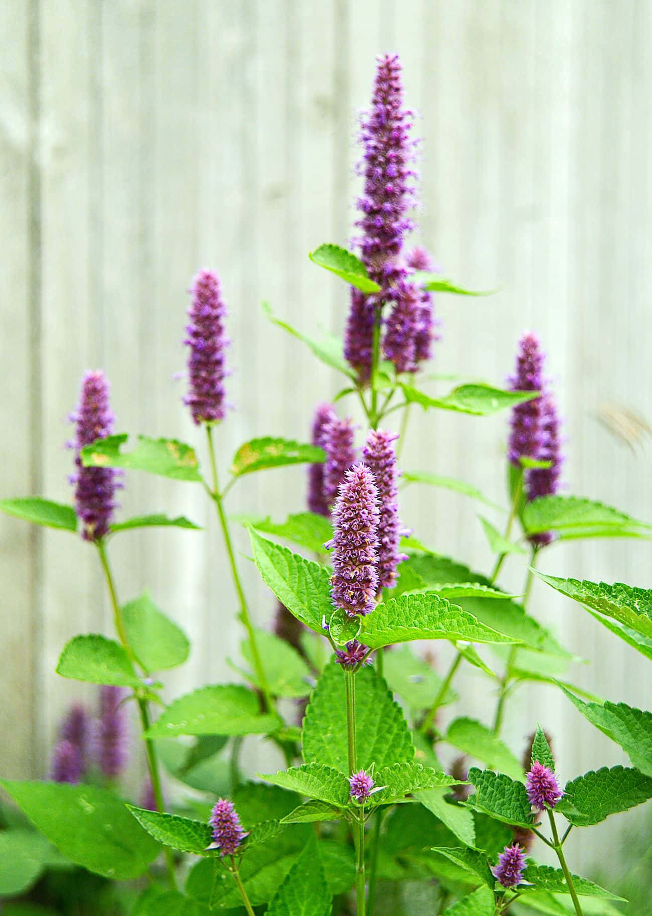 Delicious Purple Licorice Wallpaper