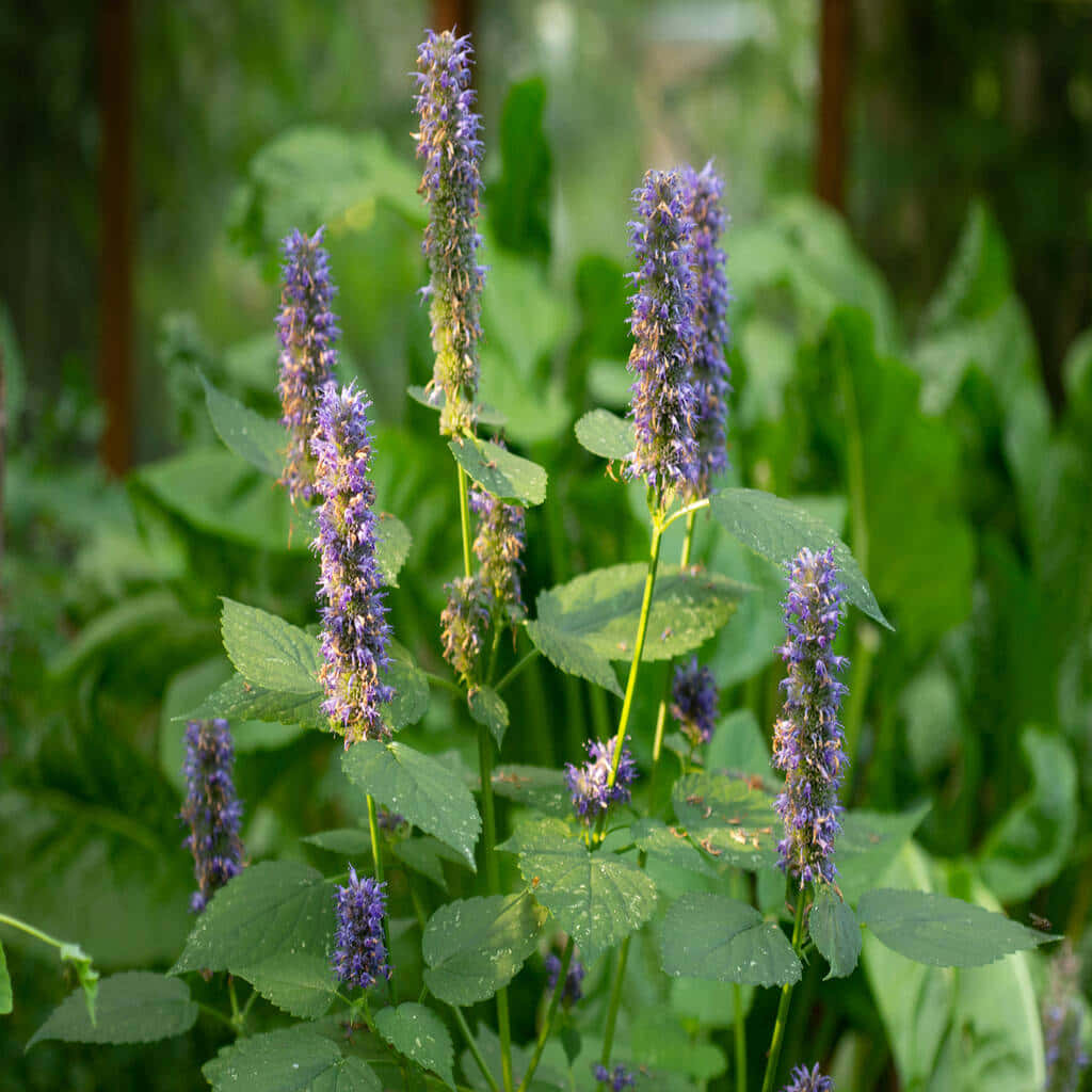 Delicious Purple Licorice - The Perfect Snack Wallpaper