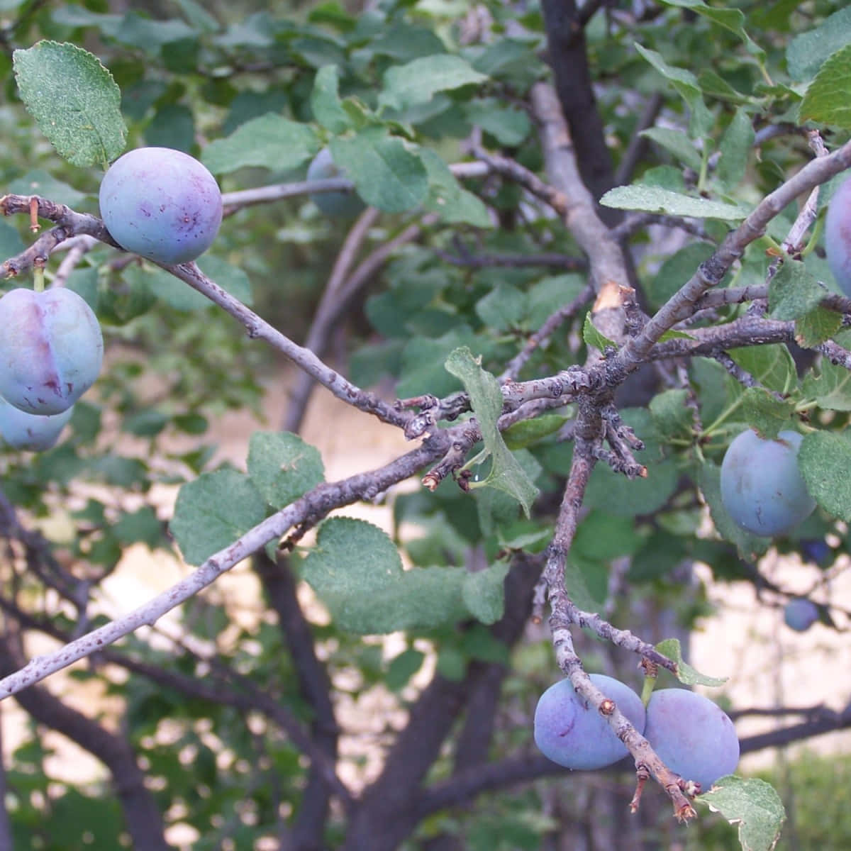 Delicious Purple Plums With A Glass Of Refreshing Juice Wallpaper