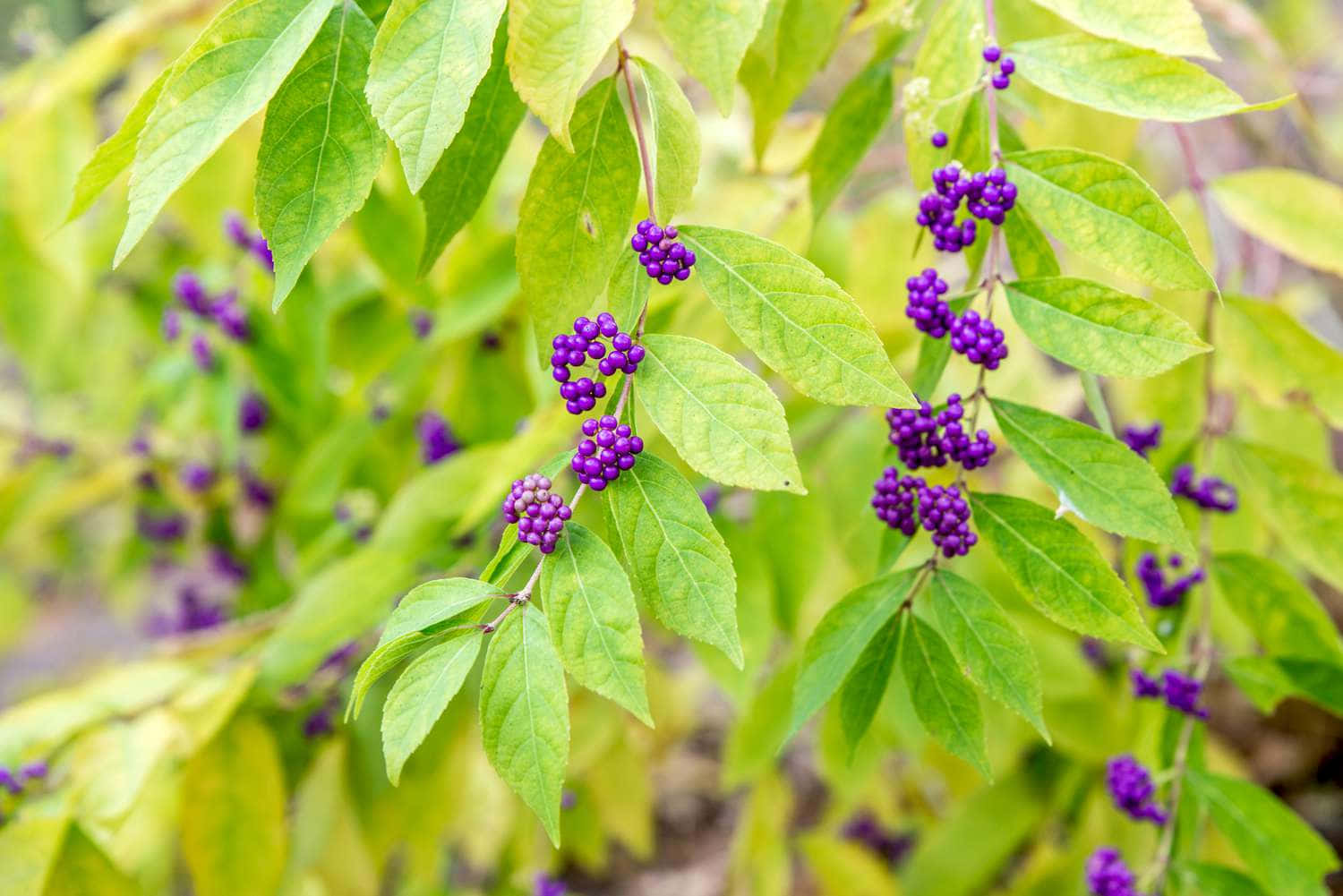 Delicious Superfood, Purple Berries Wallpaper