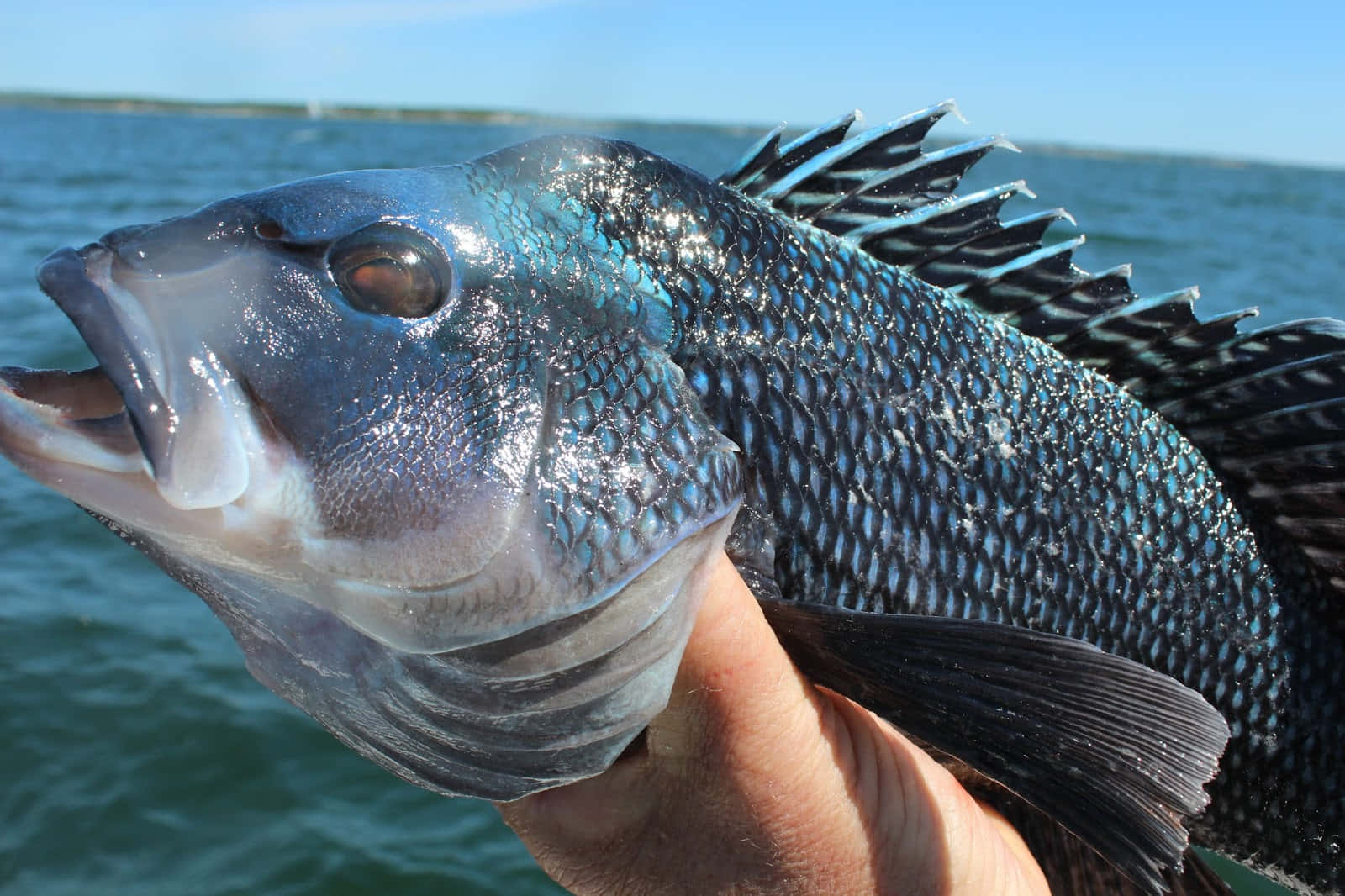 Deliciously Fresh Black Sea Bass Wallpaper