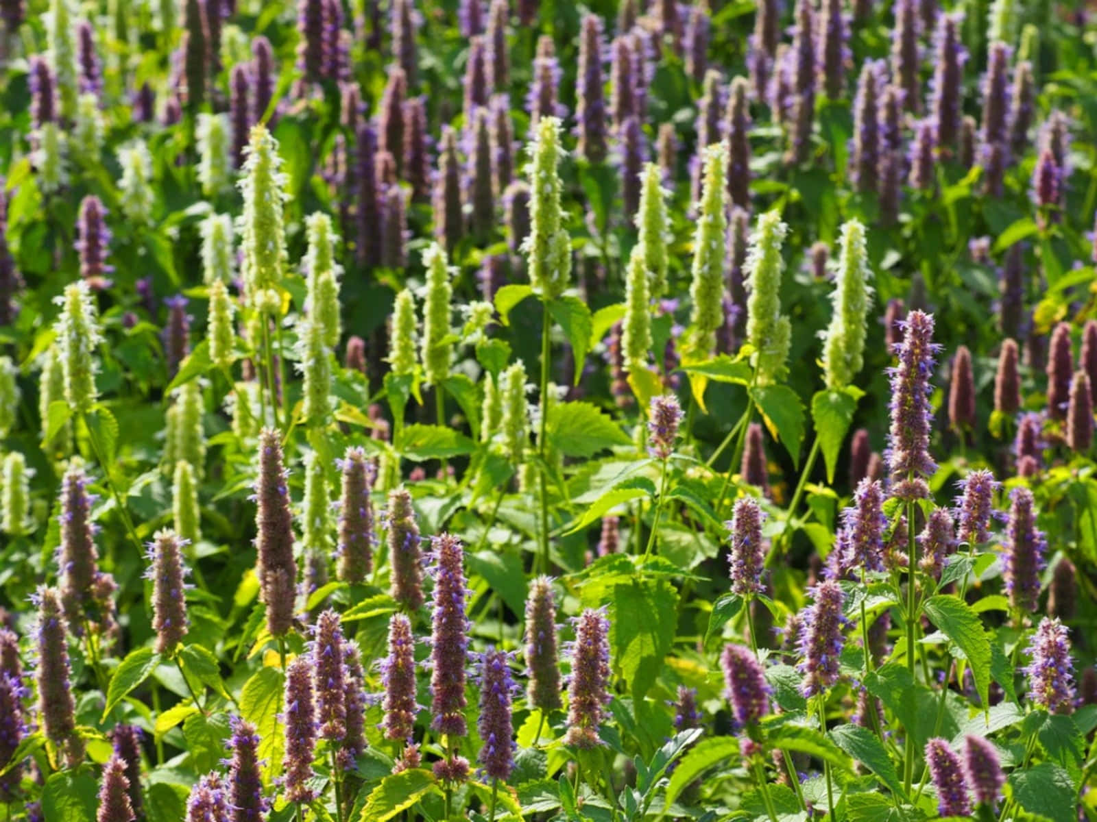 Deliciously Sweet Purple Licorice. Wallpaper